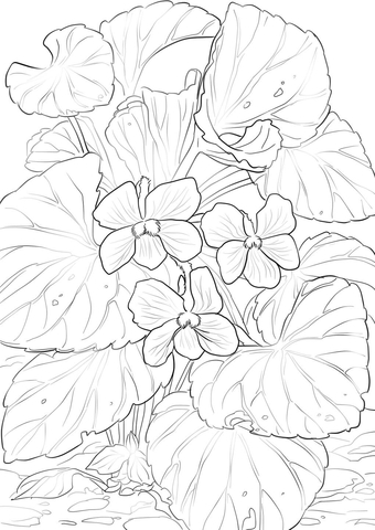 Wood Violets Coloring Page